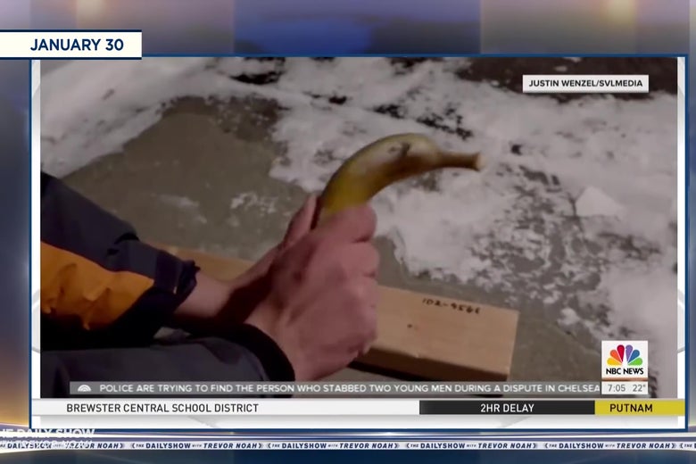 A banana being used as a hammer.